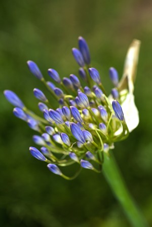 Agapanthus Blue Buds Growing
